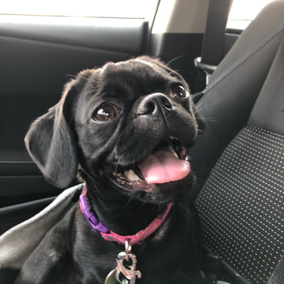 Meet your Posher, Katie - Picture 1 of 1